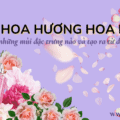 nuoc hoa huong hoa hong 1 1