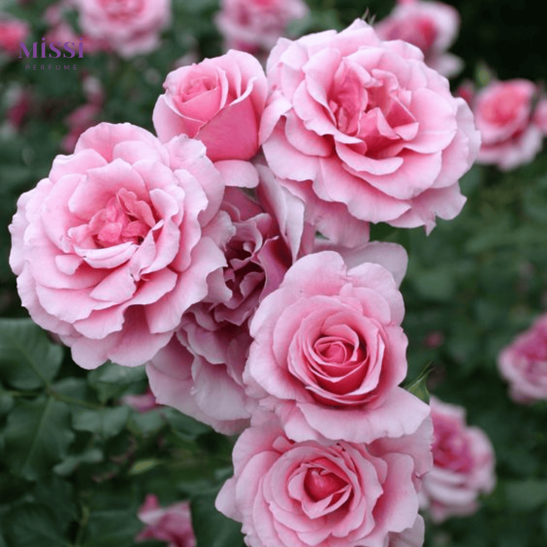 May Rose (Hoa hồng Grasse)